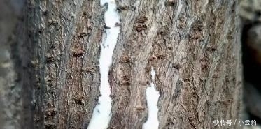  构树■农村常见树木, 白色汁液让人嫌弃, 果实像“灯笼”, 可用