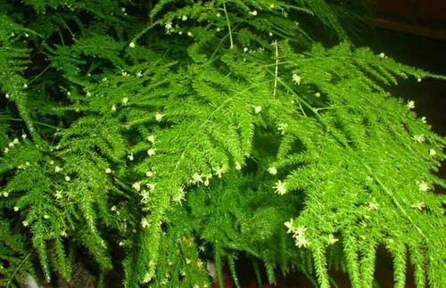 『家里』这些花朵就是天然的香水,除臭杀菌,空气更清新,家里蚊虫灭光光