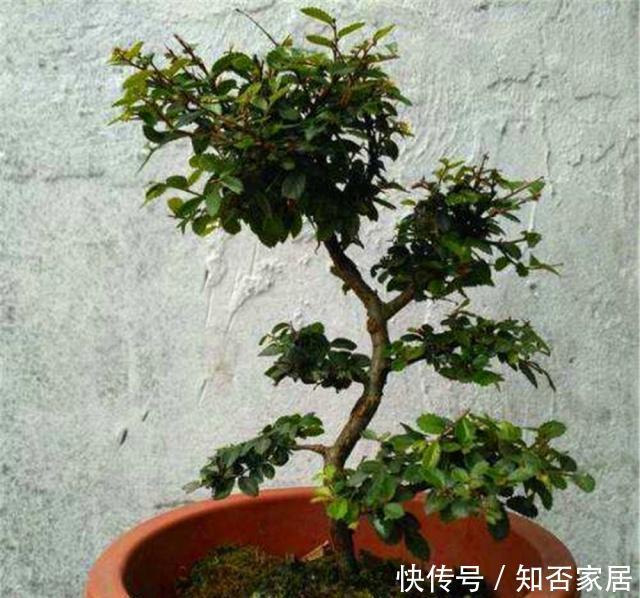  叶家：大叶家榆是盆景界中的“乡巴佬”？养护做好“4要点”，秀雅精致