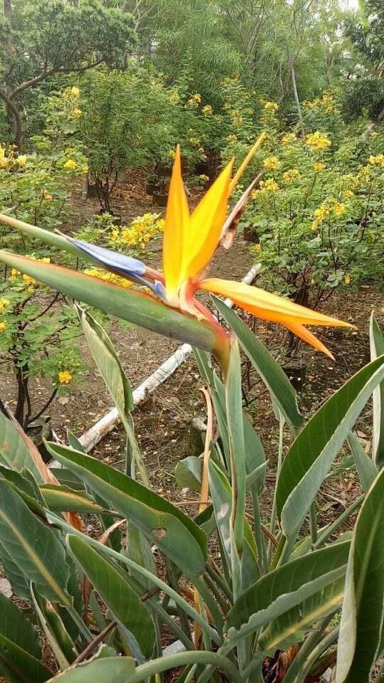  仙鹤：普通花看腻了，不如养盆“仙鹤花”，姿态富贵花型奇特！