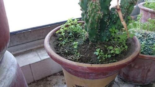  『花盆里』花盆里有杂草？别拔，老花匠都不动