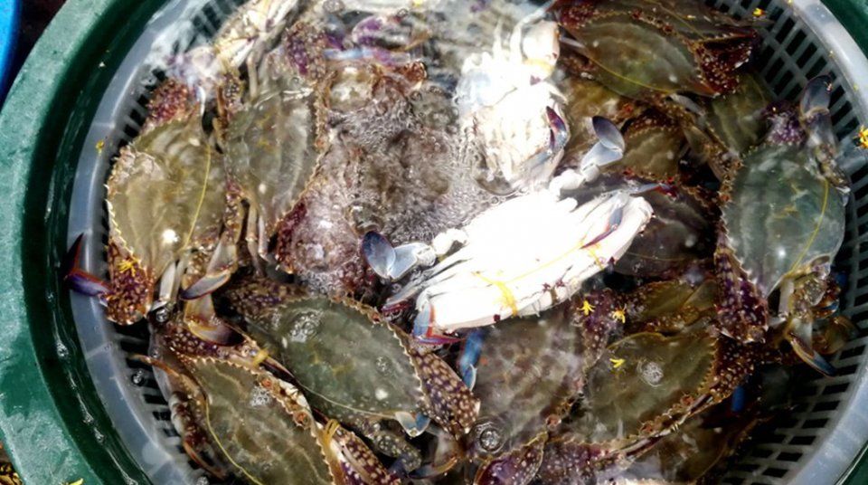 中秋节后菜市场海鲜价格腰斩，梭子蟹最高45，鲜活海鲜鱼价仍高