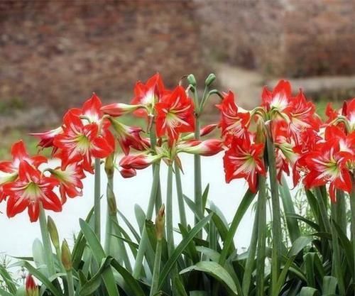  #红艳#枝枝开花巴掌大，朱顶红花色红艳，它的花期到底有多长？