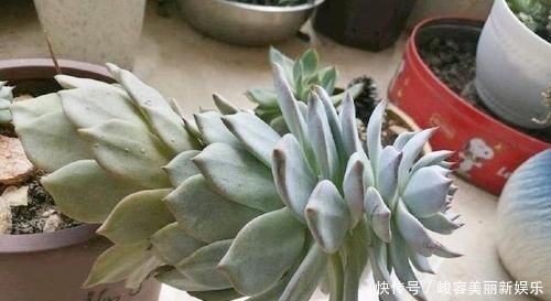 『艺术感』玉露“发功”成景天?2种方式把多肉搭配成让人羡慕的盆栽