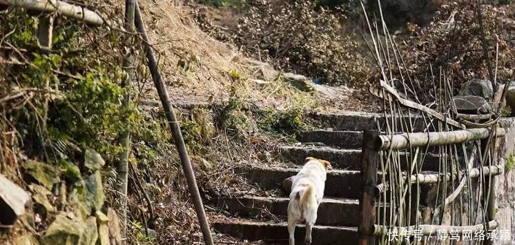 这座低调小城承包了浙江最美的春天, 清明去过两三天乡下生活~