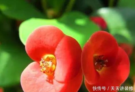 「肉质植物」家养多肉总是长不好?学会这三个小技巧,轻松长成饱满大珍珠