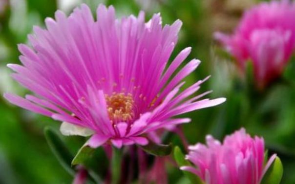  「花大」新手养花,不如养盆花中精品“松叶菊”,花大