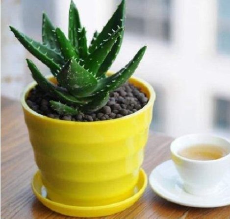  「艳丽」这“5种”花，好看又好养，开花艳丽，美不胜收，家庭盆栽首选