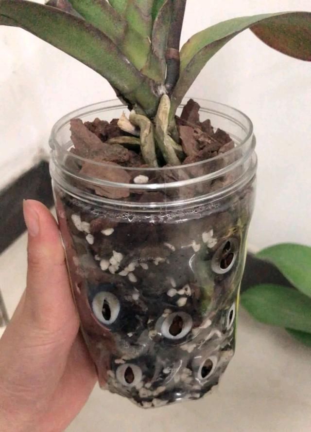  【干下】松树皮养蝴蝶兰总是上干下湿难浇水？老花匠分享实战经验
