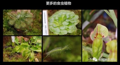  【一无所知】兰花是“骗子”？猪笼草是“坐便器”？或许你对植物的智慧一无所知