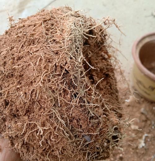  「技术员」买回来带花苞的茶花上盆前到底要不要洗根？技术员有话要说
