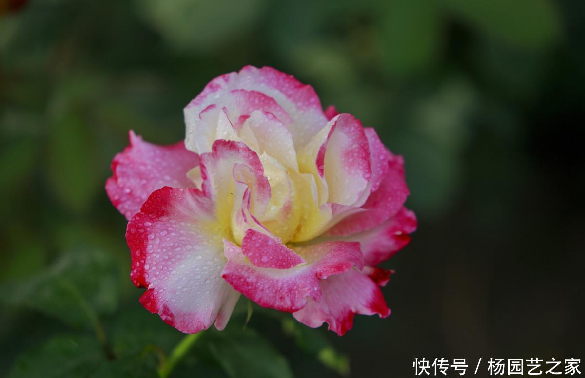  别致@3种“女神花”，花大色艳很别致，高贵雅致很漂亮，谁见谁喜欢