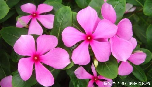 #长春花#此花开花勤快,仙气十足,天天有花赏,是家庭盆栽佳品!