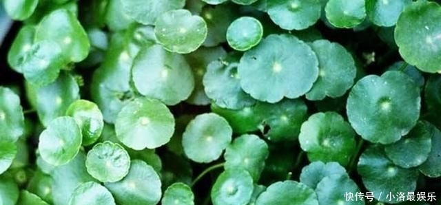 长成■这花有水就能活,还得狠心虐,晒一晒,一周长成“小森林”