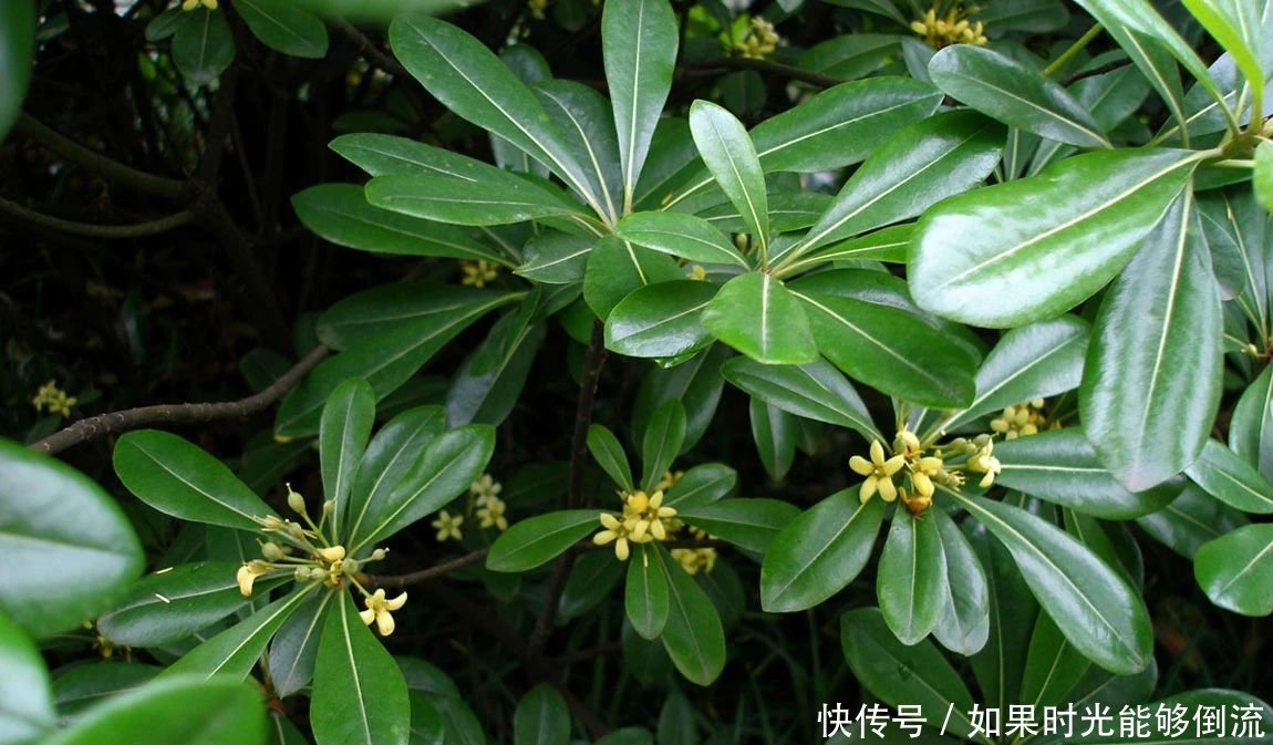  「植物」家中养这4种“绿植”，不仅观赏性大，不开窗也能净化空气！