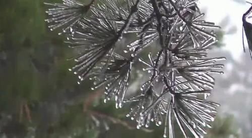 冷空气来袭！庐山现入冬首场雨凇景观，晶莹剔透宛如仙境