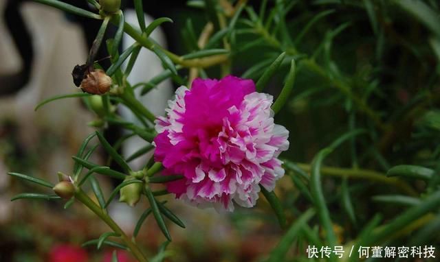 『就可以』太阳花到了生长旺期,注意这几点,花期提前还能爆盆