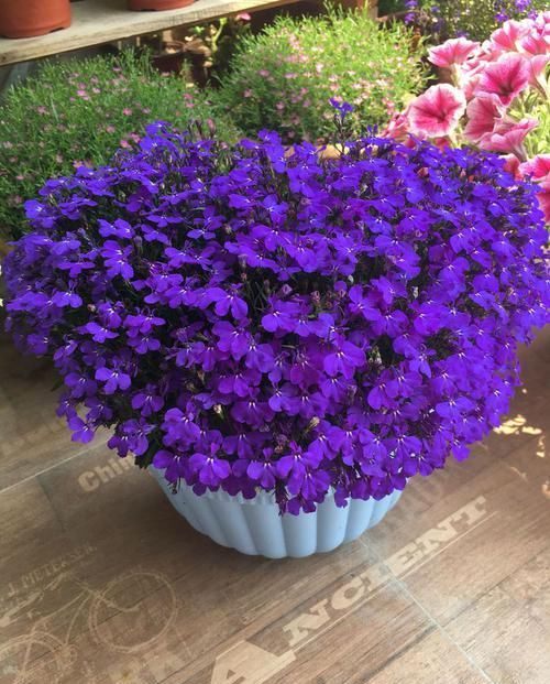  一年四季■新手养花首选这四种，花期赛过海棠，一年四季都在花赏，绚丽多彩