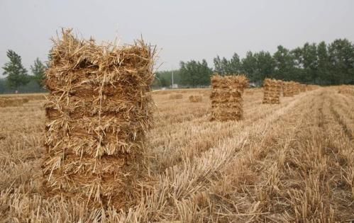 农村创业要小心，遇到这几个项目千万别上当，否则会血本无归