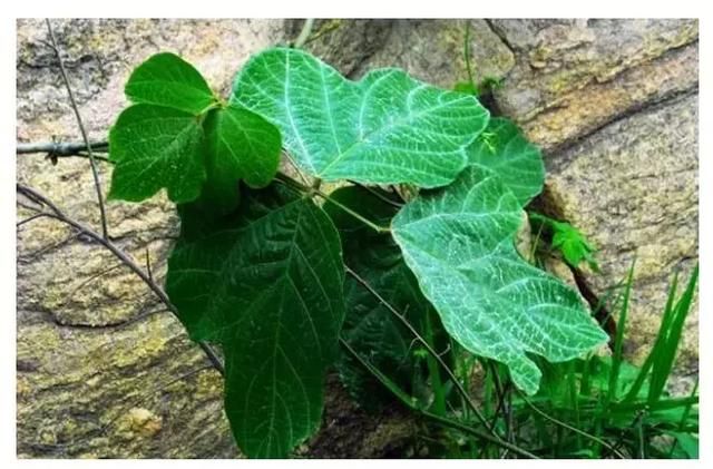 “升阳”到底是什么？从三味中药解读“升阳”玄机