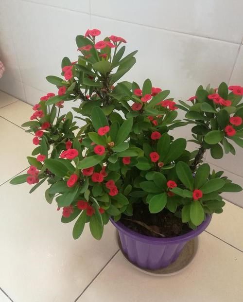  『圆滚』家里养这几款花，花开美艳，花型圆滚迷人，绚丽多彩，轻松爆盆