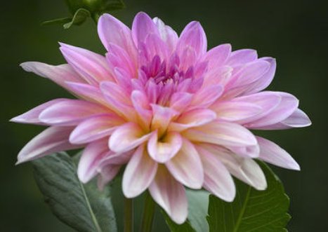  『花香』养花养这四款，花开繁盛花香怡人，花朵粉嫩丰腴，绚丽夺目