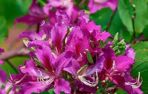  『观赏树木』红花羊蹄甲是美丽的观赏树木，花大，紫红色，花香