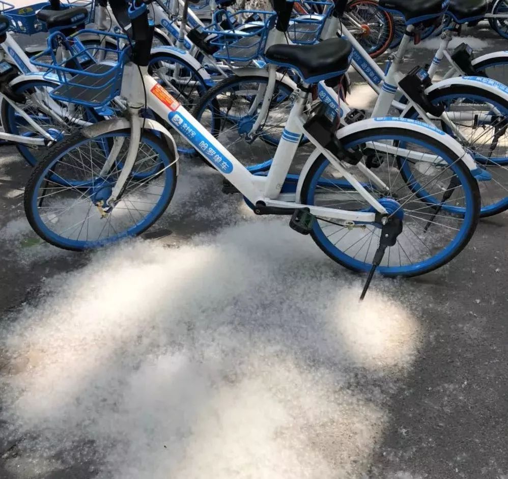 又到杨柳絮纷飞时!合肥杨树将全部伐除?为何种