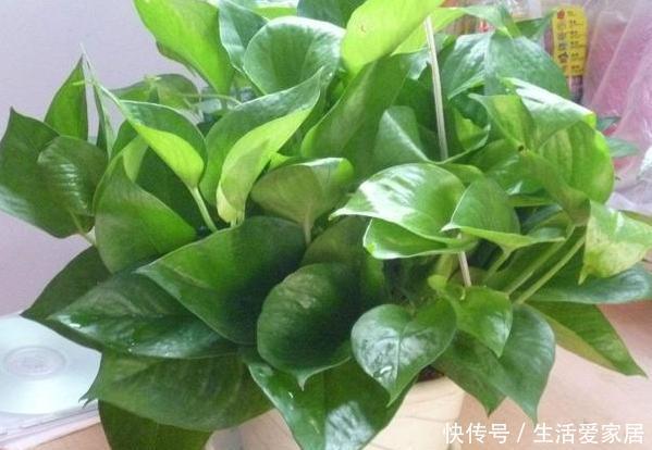  解决|夏天卫生间异味过重，感到要崩溃？盆栽上它，轻松解决困扰