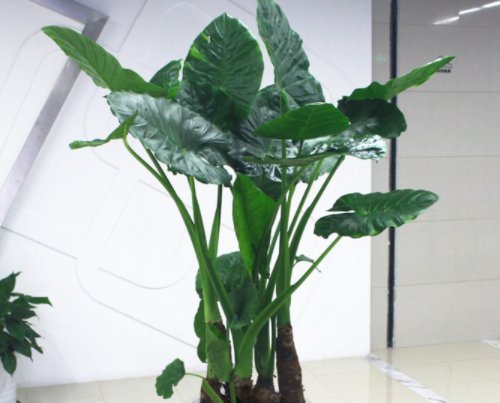  爱又恨@虽然这4种植物颜值高，却是带“毒”的植物，告诉爸妈引起重视