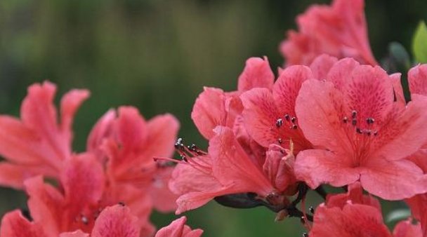 #温度#杜鹃花要如何种植?繁殖的过程有哪些需要准备的?