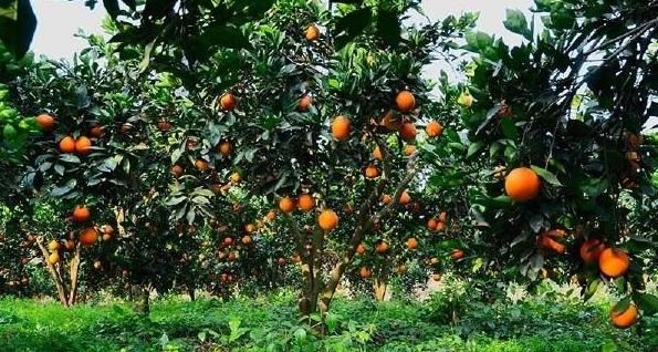  『橙子的种植』美容养颜、抗衰老的橙子，果农种植前需全面了解的几个重要事项！