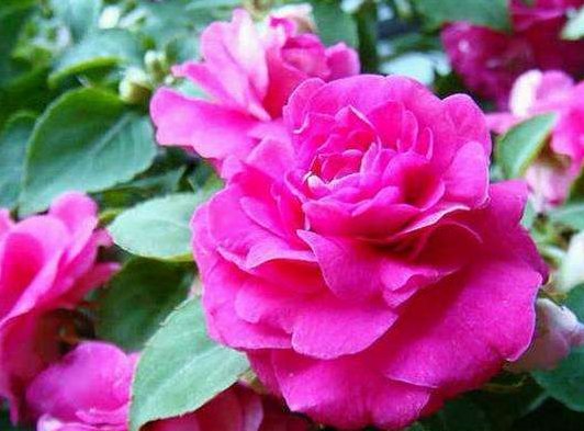  『新手』这四种花卉，新手也能养爆盆，沾土就活，绚丽多彩，分分钟爆盆