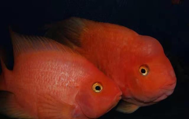  慈鲷科观|鱼缸里发现鱼卵，未必是件高兴的事，不是每次都可迎接小鱼到来