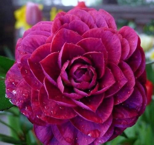  #花型#春季养花首选，花型较大，花色神秘，一开就是几十朵，花期近半年