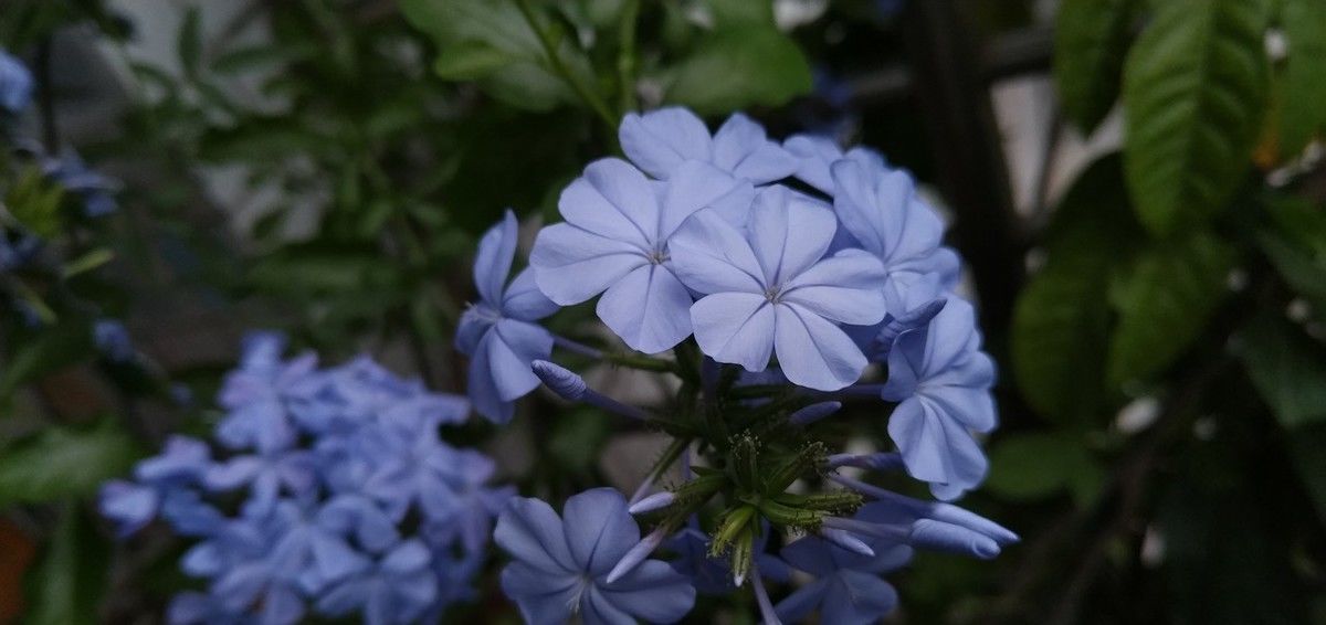  「牡丹」3种花适合春天养，开花比牡丹好看，花色艳丽很漂亮，花中女神