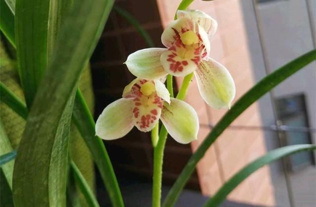  盆土：养兰花，有这3大“将领”冲锋陷阵，花大株壮！