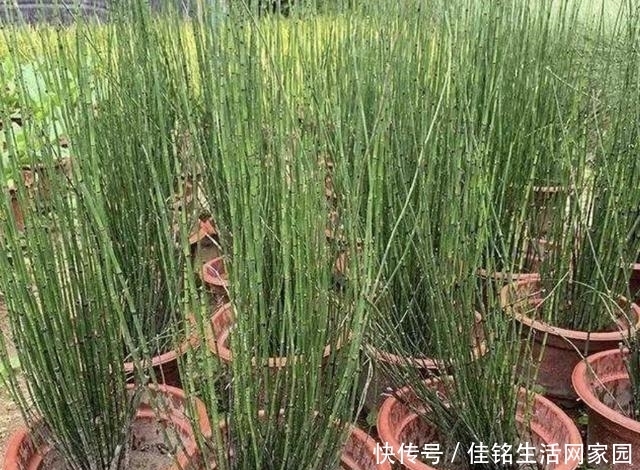 爱护|在河边,看到1种“木贼草”请爱护,如今在花店15元1盆,有价值
