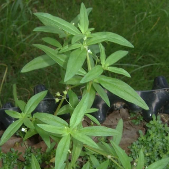 农村见到这野草别拔，采回家晒干泡茶，价值高菜园子里最多