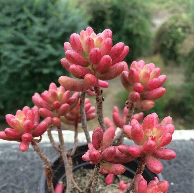  『花盆』出门见了1盆“垃圾”多肉，养了半年，变成“高颜值”虹之玉