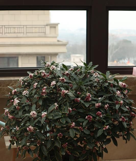 「种植」最芳香的花,花开一朵,满室飘香,花期长,种植简单,是盆栽佳品