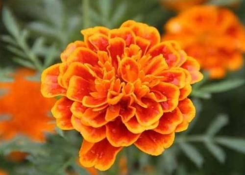  迷人眼：这5款花，养在家中幽香四溢，花色妖艳妩媚，花朵烂漫迷人眼