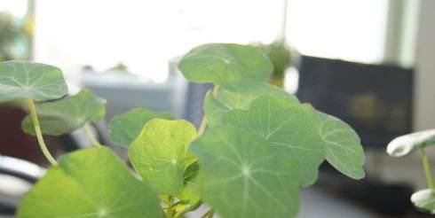  『绿萝』这花花期100天，一个枝条扦插一盆，叶子像荷叶，比绿萝漂亮好养