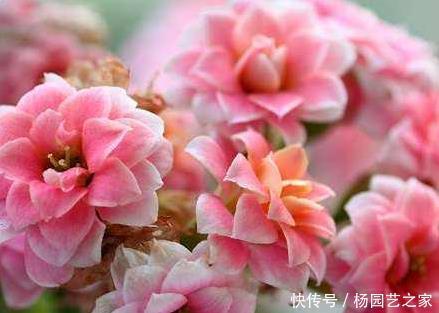 居家|居家只养这3种花,美观上档次还能镇宅,家人健康无忧