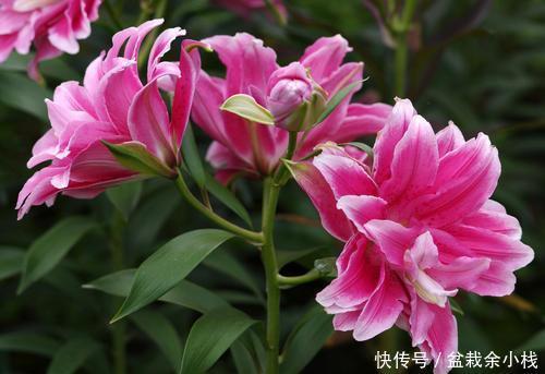  『漂亮』她养了1种花，开花漂亮，香味浓郁，老远就能闻到香！