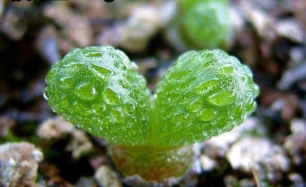  植物|这种晶莹剔透的多肉植物，花友们不要错过，很漂亮！