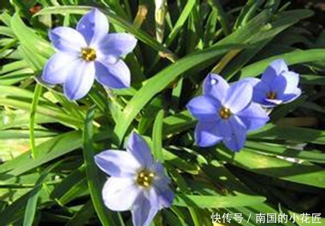 『奇异』这些百合科的植物,真的很少见,种上几盆,美丽而奇异