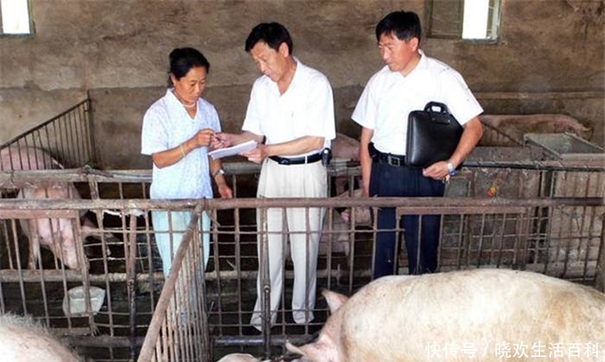  猪瘟：养猪业碰上“倒春寒”，多省猪价连日下降，猪瘟问题又现