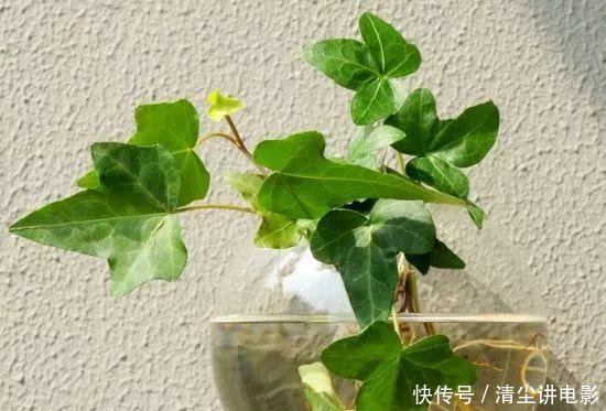 「药片」家里5种过期药片别扔,能杀菌防烂根,都是养花的宝贝!