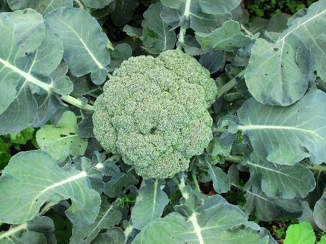 女人想瘦就要会“挑食”!这几种食物随便吃，对减肥有益无害